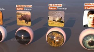 Animal Eye Size Comparison in 3D | Biggest Eye