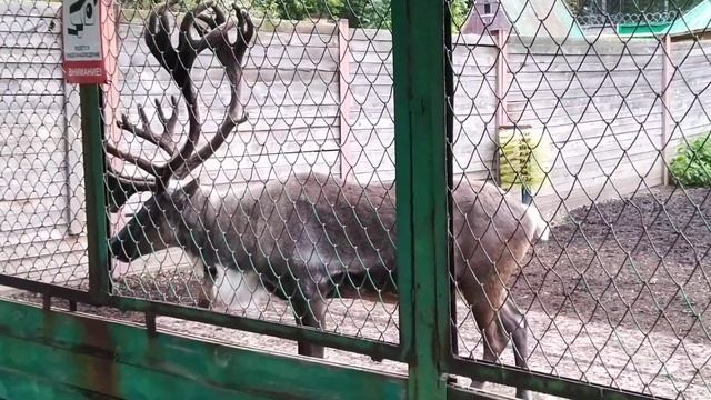 Семья северных оленей в полном составе♥️ смотреть онлайн