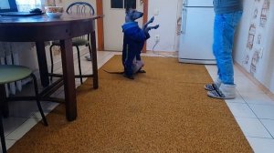 Щенок ксоло знает 22 команды