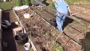 Подготовка грядки для посадки перца и баклажан.