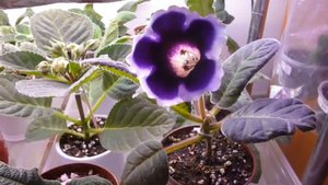 Вильгельм Кайзер Глоксиния 19 12 2014