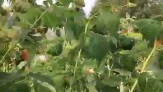 Малина Оранжевое чудо смотреть онлайн