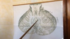 ОБЩИЙ ПЛАН СТРОЕНИЯ МОСТА.  МОЗЖЕЧОК, его НОЖКИ И ЯДРА