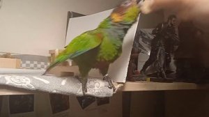 Пиррура бесится, потому что ему не отдают игрушку