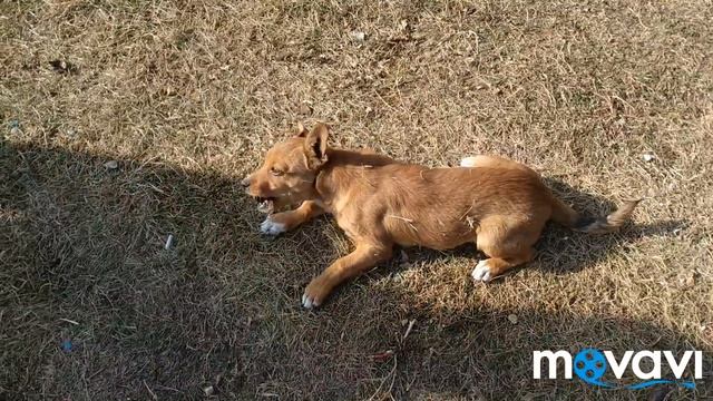 Весёлый маленький щенок смотреть онлайн