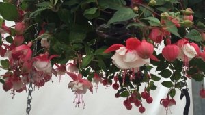 Swingtime Fuchsia