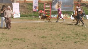 Ветераны кобели 3