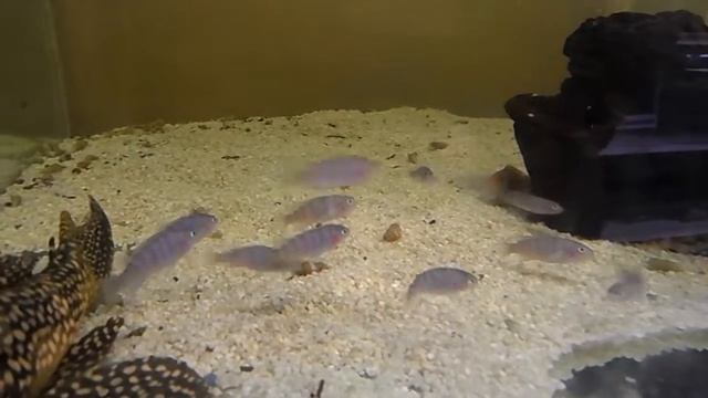 псевдотрофеус ломбардо, малыши ;) смотреть онлайн