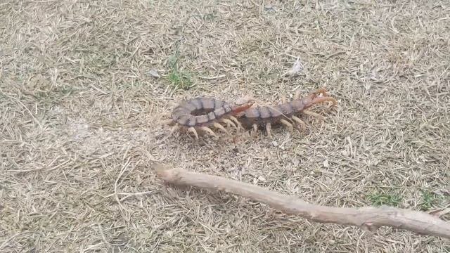 Giant Centipede | Scolopendra Gigantea