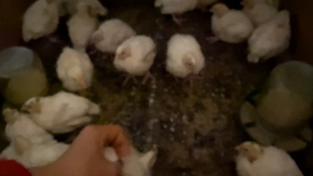 Благополучие в Курином Доме//вес Цыплят в 14 дней//Инкуб яйцо куры Мини мясные палевые, Бресс Гальц смотреть онлайн