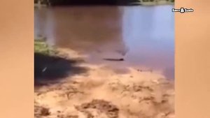 Электрический угорь в действии