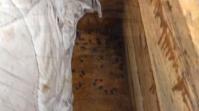Пчёлы посыпались в улье! смотреть онлайн