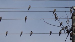 Как поют ласточки Пение ласточки