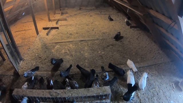 голуби на продажу кировоградские старые породы саратовская обл. энгельс смотреть онлайн