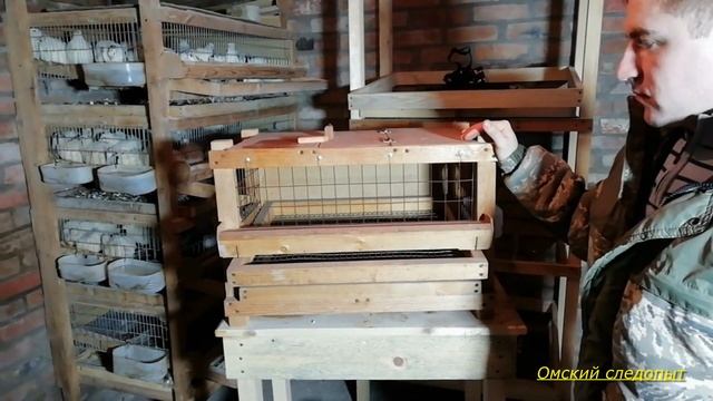 Содержание и разведение перепелов, изготовление клеток и особенности их разведения.