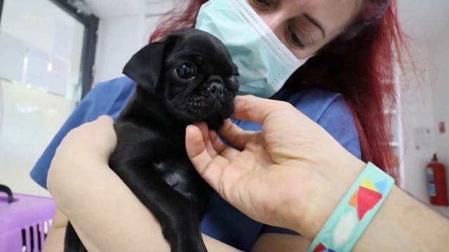 Squid Game DoBiDa! ? KOMEDİ KEDİCE ALTYAZILI ? смотреть онлайн