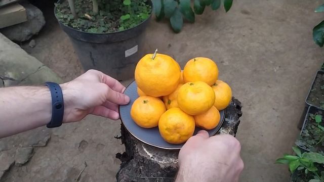 МАНДАРИН ОКИТЦУ ВАСЕ Okitsu wase C unshiu смотреть онлайн