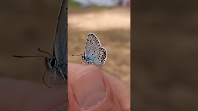Бабочка Голубянка Аргус
