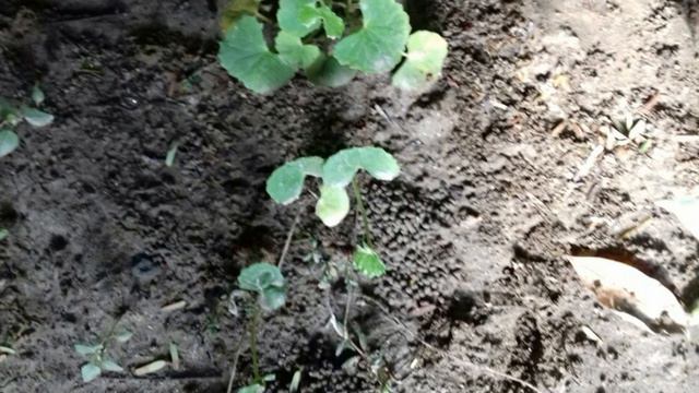 Brahmi// बाल झड़ना कैसे रोके// इस उपाय से 1 दिन मे बाल झड़ना बंद हो जाएगा// 100% कारगर। смотреть онлайн