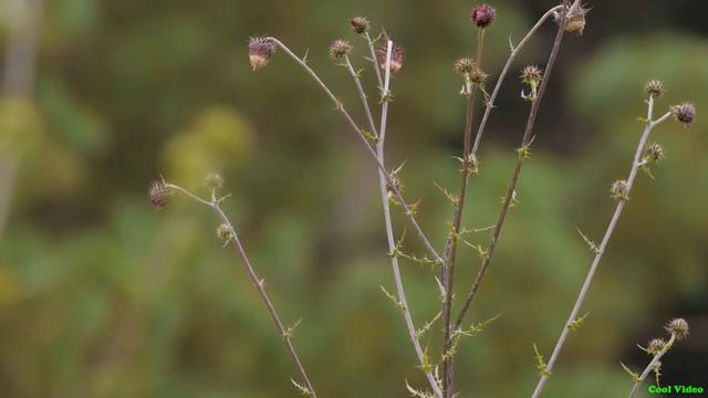 Видео для кошек. Видео для игры с кошками. Птицы для кошек.