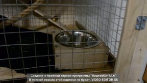 КЛЕТКА ДЛЯ БЕЛОК ДЕГУ СВОИМИ РУКАМИ,ОБЗОР.