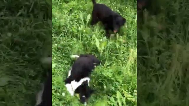 Собаки дерутся в траве смотреть онлайн