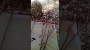 Чем красить сухие цветы