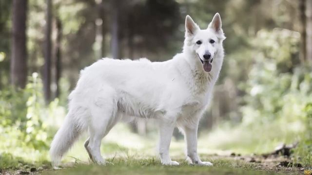 Белая Швейцарская Овчарка против Немецкой Овчарки. Кто Победит В Схватке? смотреть онлайн