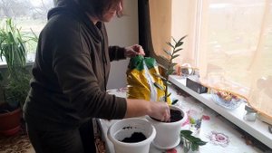 Укоренение и посадка Замиокулькаса ! Размножение черенками в воде!