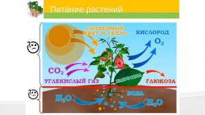 фотосинтез