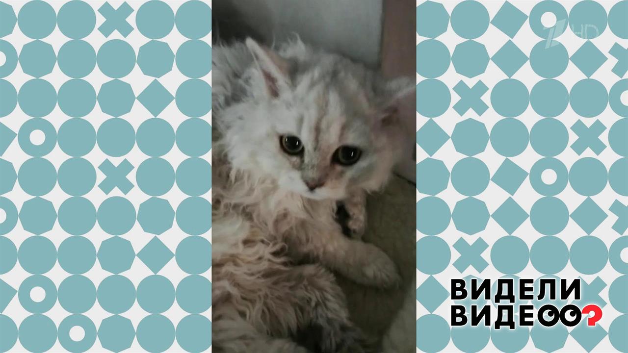 Плюшевые коты. Видели видео? Фрагмент выпуска от 05.01.2020