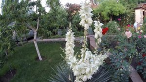 ЮККА: 5 причин,чтобы растить в своём саду