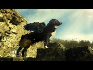 "Оберег". Александр Райн.