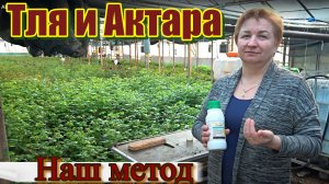 Наш метод борьбы с тлёй -   АКТАРА!