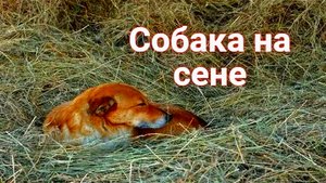 СОБАКА НА СЕНЕ