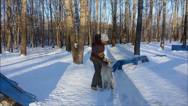 Метис овчарки смотреть онлайн