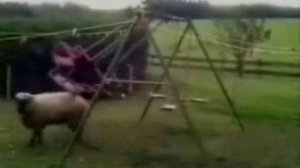 Баран бодает качелю