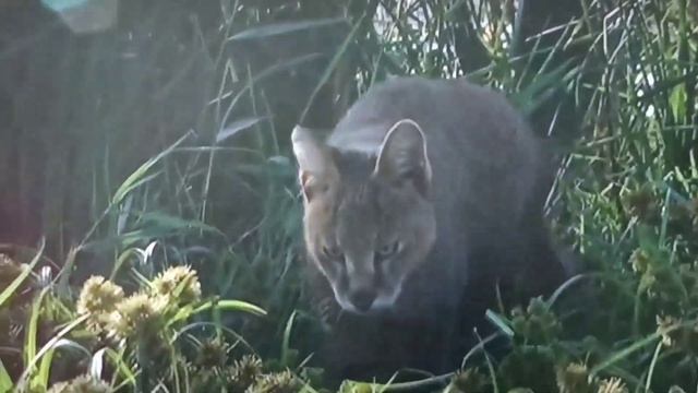 Дикая природа Северного Кавказа смотреть онлайн