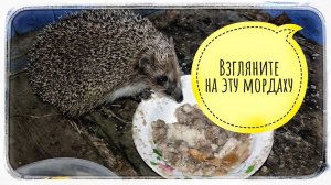 Случайно снял на камеру смелого ЕЖА!