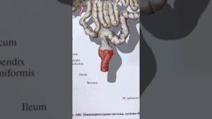Аппендицит от семечек ?  Бесплатный доктор.