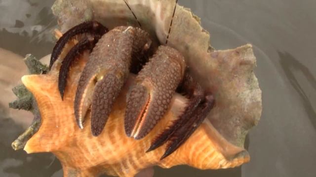 Giant Hermit Crab. Гигантский краб-отшельник (1664sp) смотреть онлайн