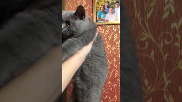 Британский котик голубого окраса