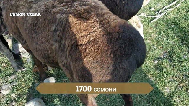 мол бозори регар шанбе бозори Регар нархи наво нархи гӯшт ва меваги 06.07.2019 смотреть онлайн