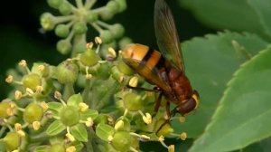 Volucella zonaria on ivy flowers