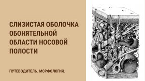 Слизистая оболочка респираторной области носовой полости