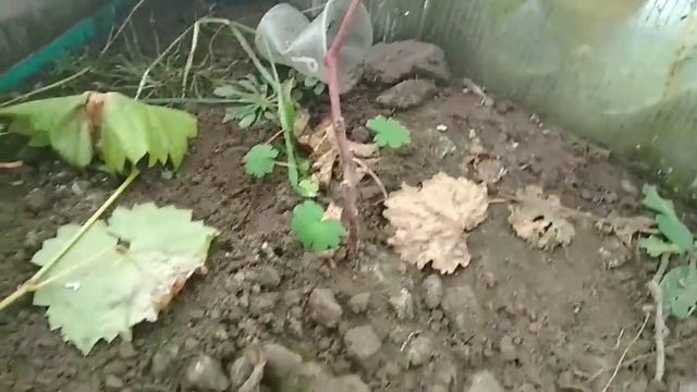 Цветы будут зимовать в теплице.