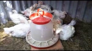 ВЫРАЩИВАНИЕ И СОДЕРЖАНИЕ БРОЙЛЕРОВ. НАШ ПЕРВЫЙ ОПЫТ. ОШИБКИ ПО СОДЕРЖАНИЮ И ВЫРАЩИВАЮ БРОЙЛЕРОВ.