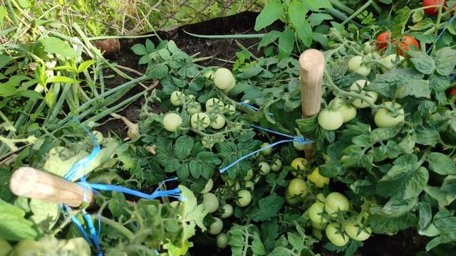 Самые урожайные и вкусные низкорослые томаты! смотреть онлайн