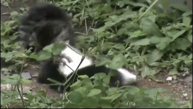 Драгон Ли, жизнь под кустом 1 смотреть онлайн