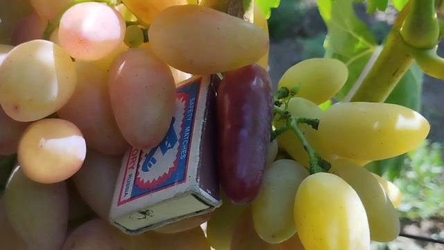 Формы винограда Джокер и Софина ягоды в разрезе 23 июля 2024.Виноградник Щереденкова В. А.mp4